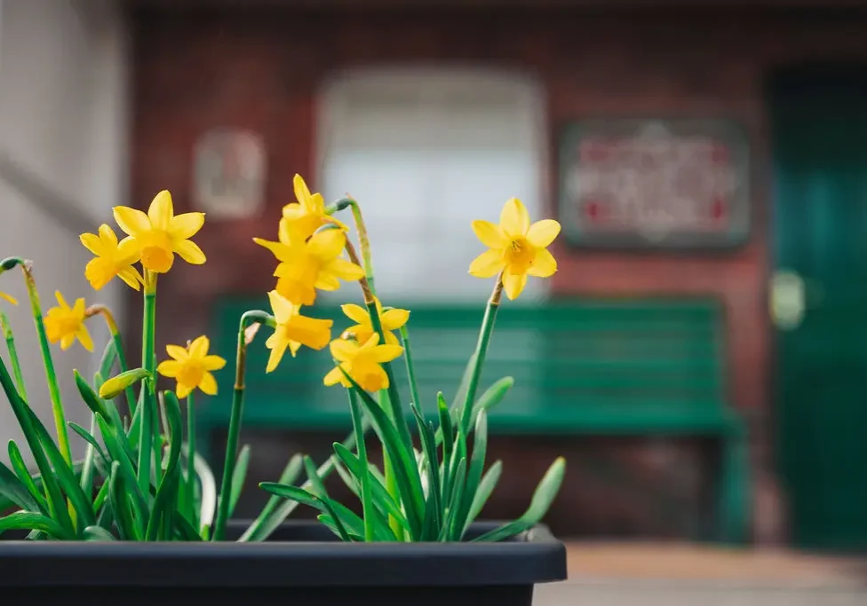 Breamore Station flowers